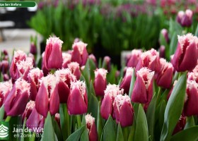 Tulipa San Stefano ® (2)